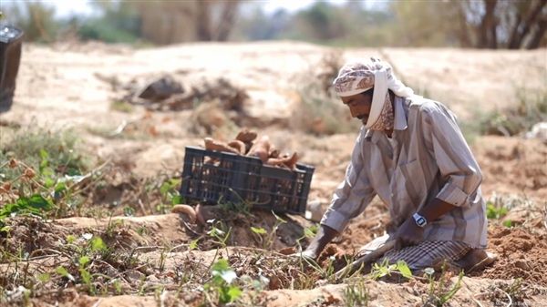 الفاو تحذر من انخفاض درجات الحرارة في اليمن