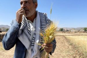 زراعة القمح في مارب.. خطوة نحو تعزيز الأمن الغذائي في اليمن