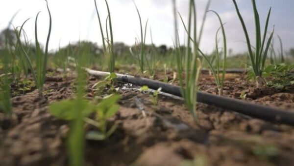 UN Program Warns of Desertification Threats to Yemen’s Farmland