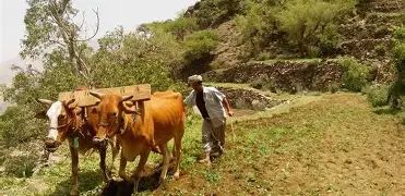 خطة طوارئ أممية لدعم قطاع الزراعة في اليمن بتكلفة 260 مليون دولار