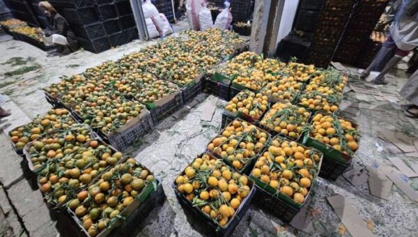 مليشيا الحوثي تمنع تصدير البرتقال واليوسفي من الجوف وتكبّد المزارعين خسائر فادحة