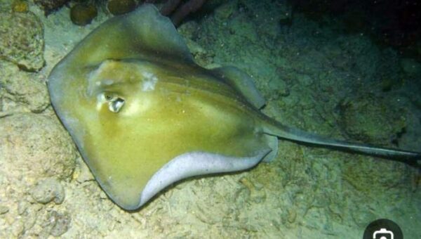 خفر السواحل يحذر المواطنين من السباحة في سواحل عدن وأبين وشبوة بسبب “هجمات سمكة أبو سَفَن”