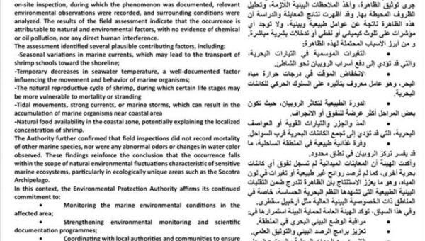 هيئة حماية البيئة: لا تلوث في سواحل سقطرى وظاهرة “تكدس الروبيان” تعود لأسباب طبيعية