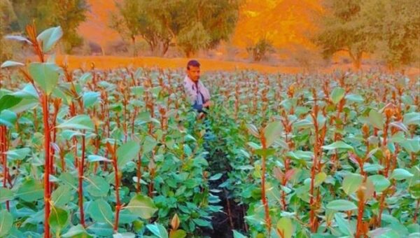 مقتل شاب داخل مزرعة قات بمديرية “قفلة عذر”